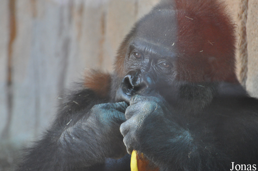 Gorilla gorilla gorilla
