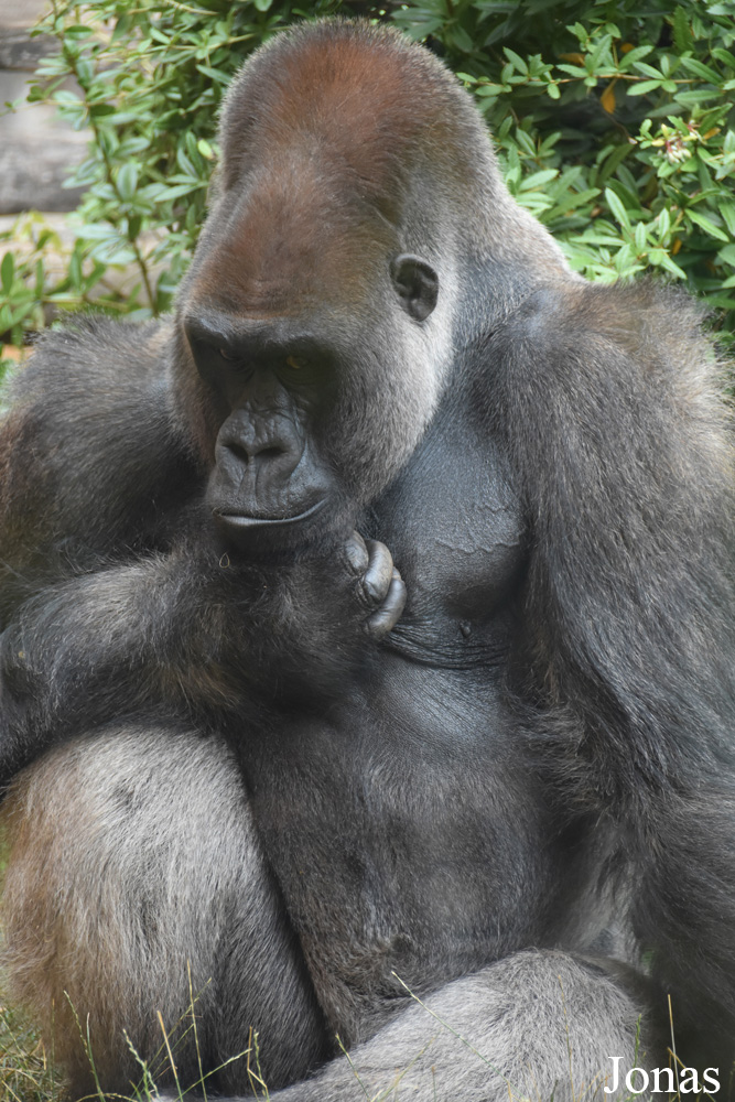 Gorilla gorilla gorilla