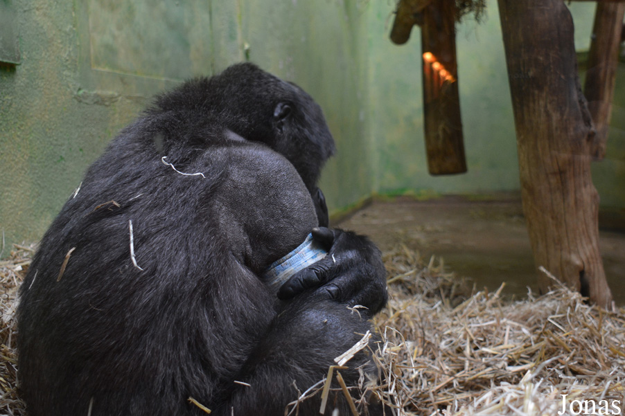 Gorilla gorilla gorilla