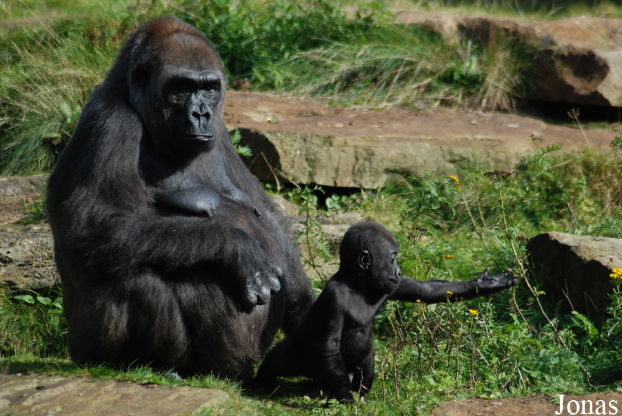 Gorilla gorilla gorilla