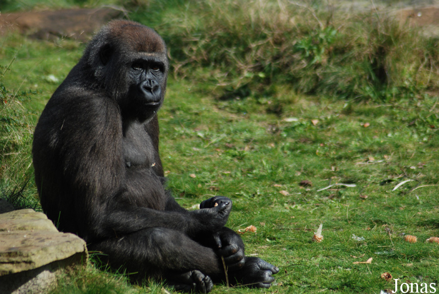 Gorilla gorilla gorilla
