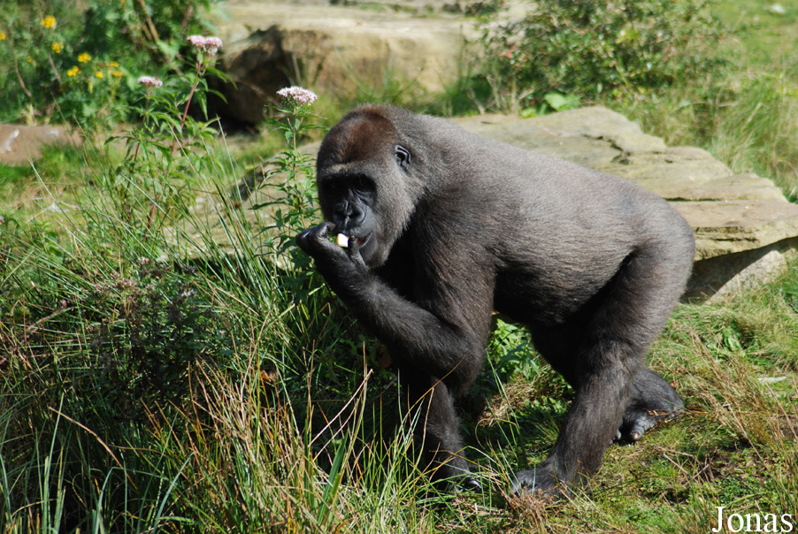 Gorilla gorilla gorilla