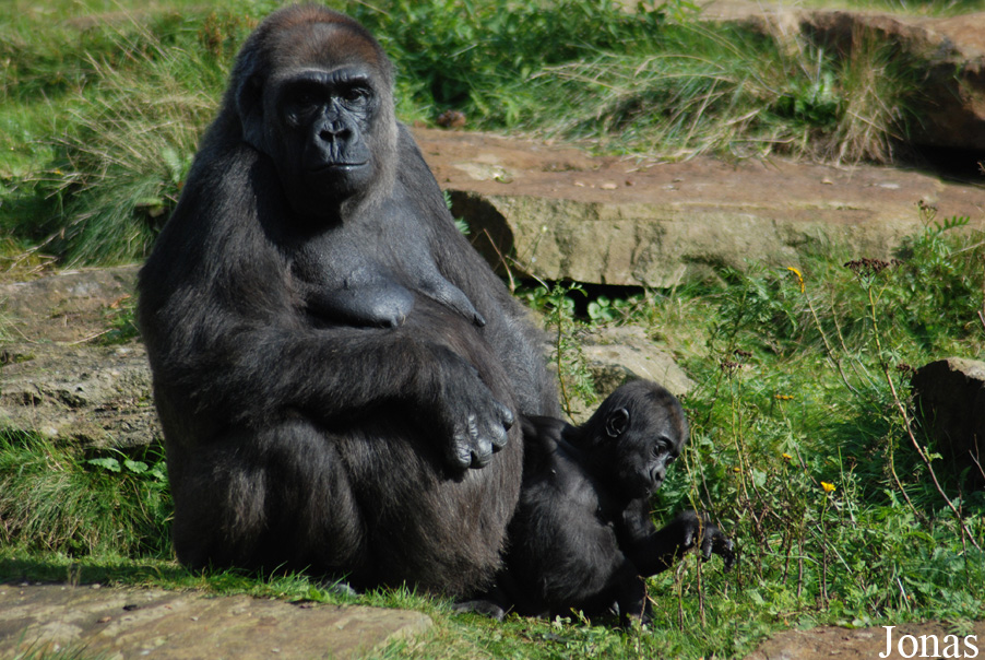Gorilla gorilla gorilla