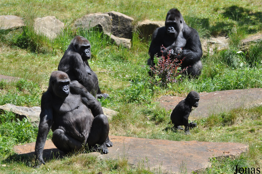 Gorilla gorilla gorilla