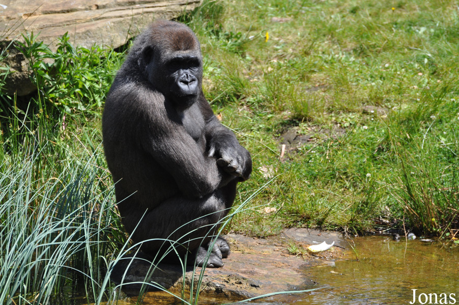 Gorilla gorilla gorilla