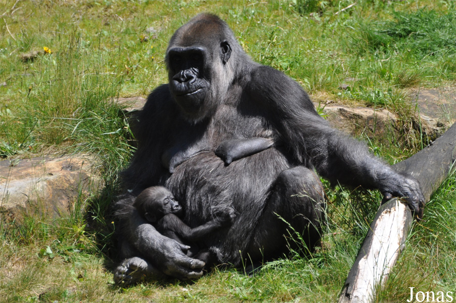 Gorilla gorilla gorilla