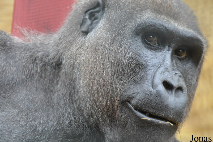 Gorilla gorilla gorilla