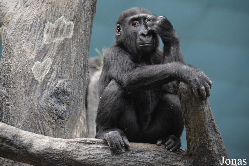 Gorilla gorilla gorilla