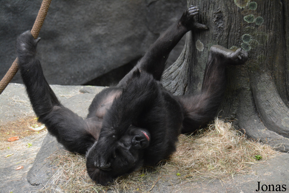 Gorilla gorilla gorilla