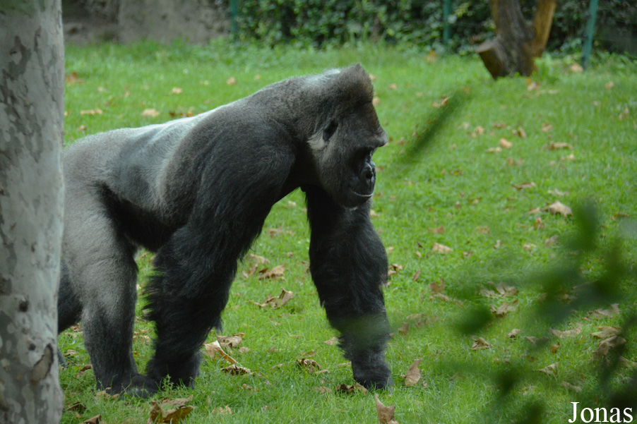 Gorilla gorilla gorilla