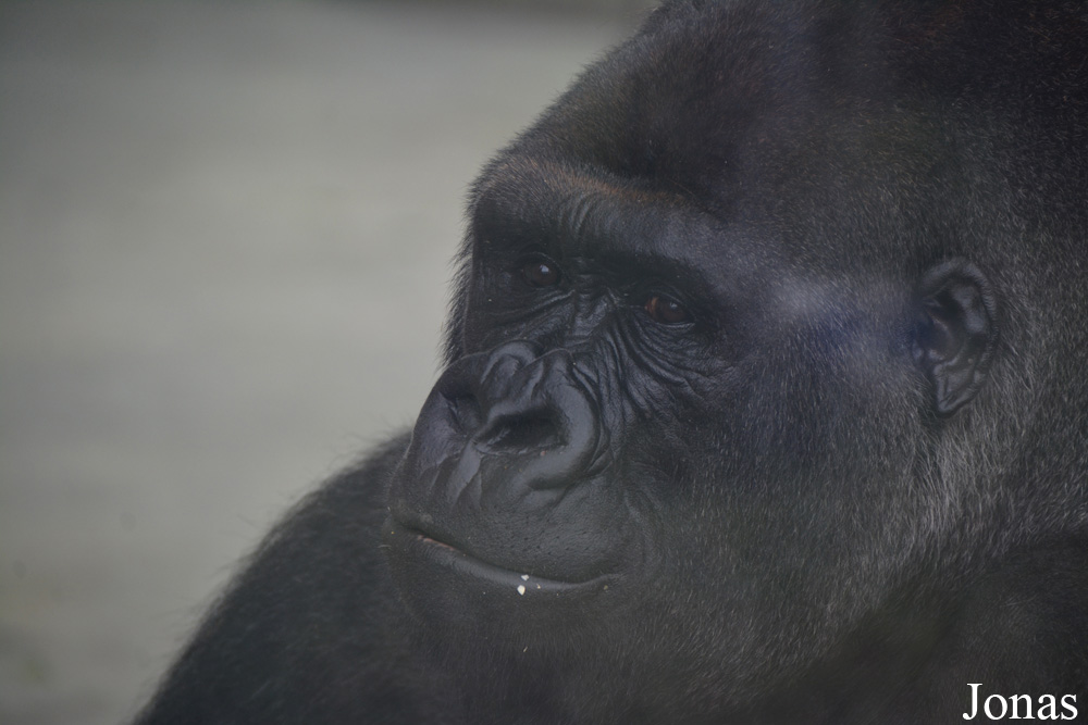 Gorilla gorilla gorilla