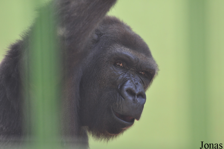 Gorilla gorilla gorilla