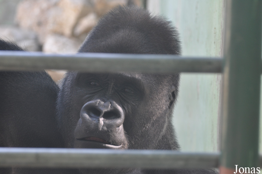 Gorilla gorilla gorilla
