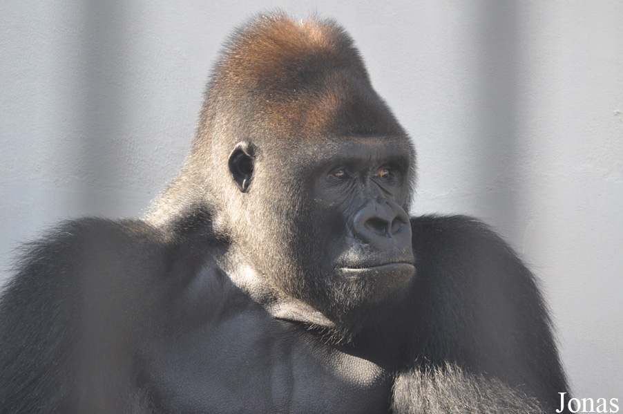 Gorilla gorilla gorilla