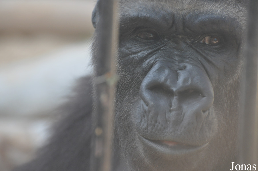Gorilla gorilla gorilla