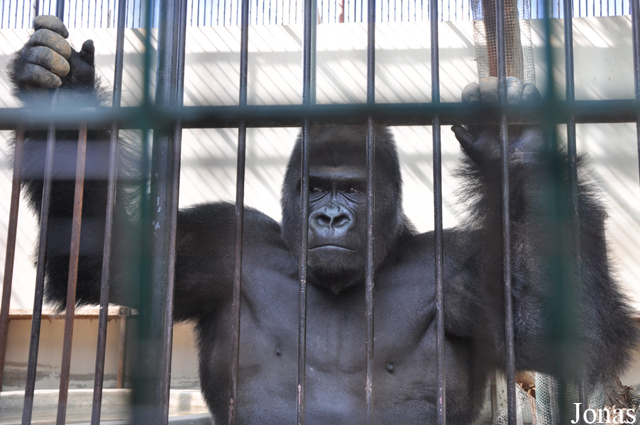 Gorilla gorilla gorilla