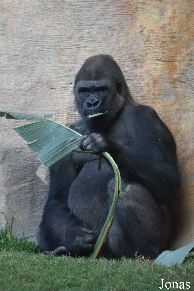 Gorilla gorilla gorilla