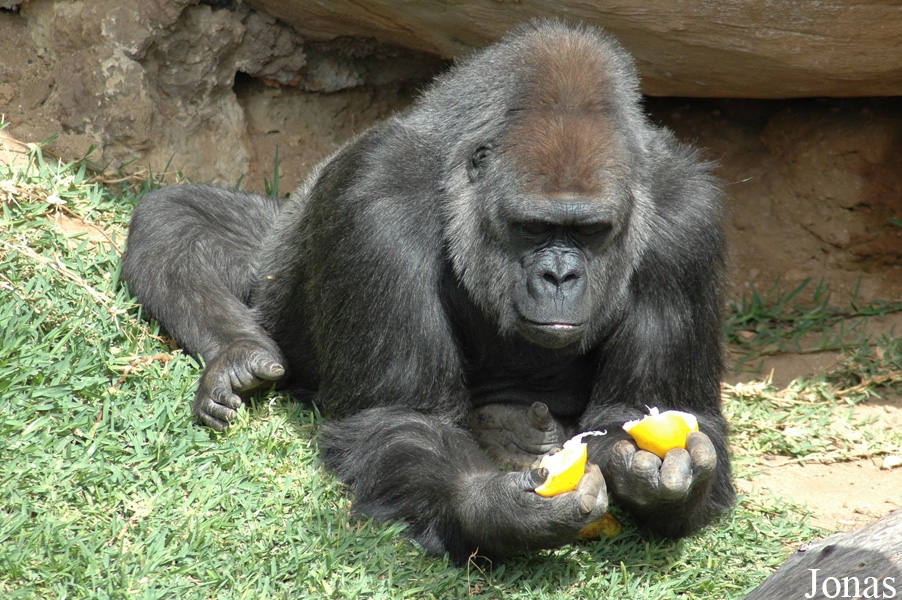 Gorilla gorilla gorilla