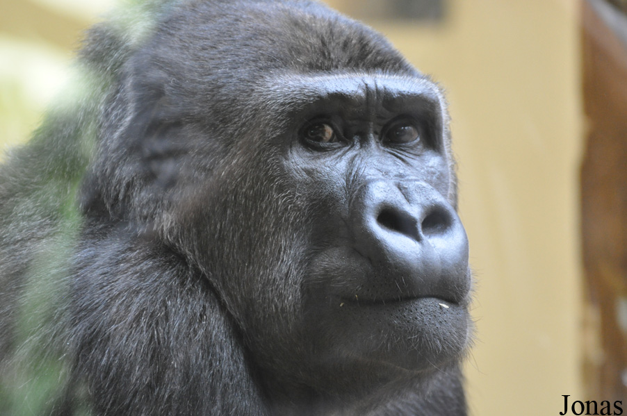 Gorilla gorilla gorilla