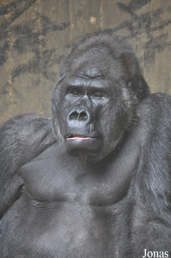 Gorilla gorilla gorilla