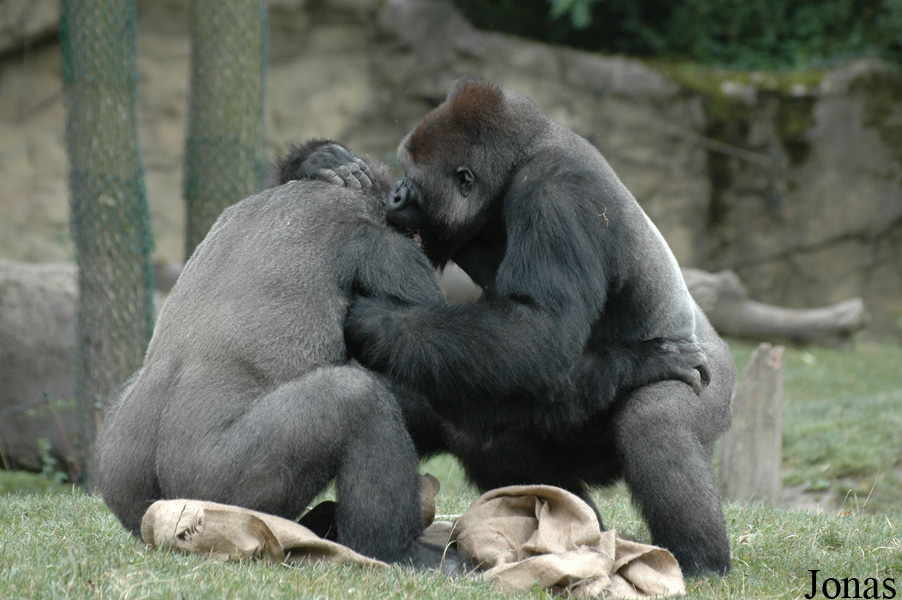 Gorilla gorilla gorilla