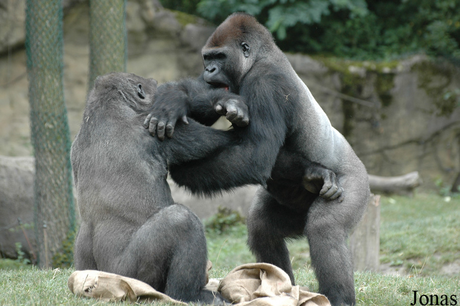 Gorilla gorilla gorilla
