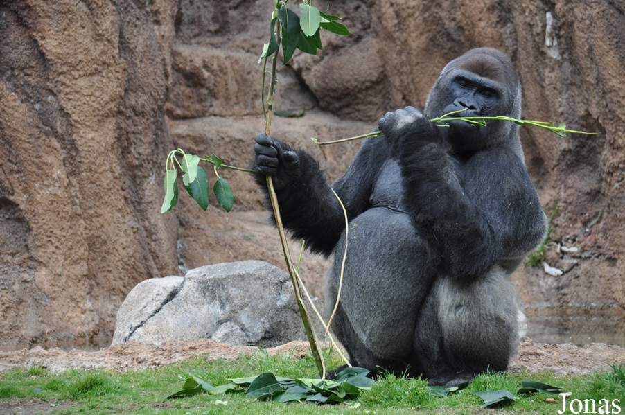 Gorilla gorilla gorilla