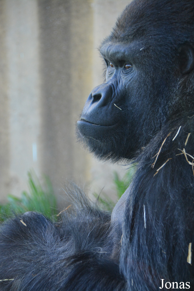 Gorilla gorilla gorilla