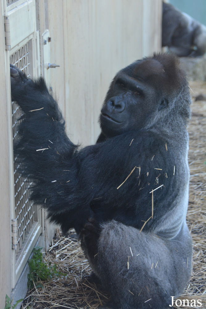 Gorilla gorilla gorilla