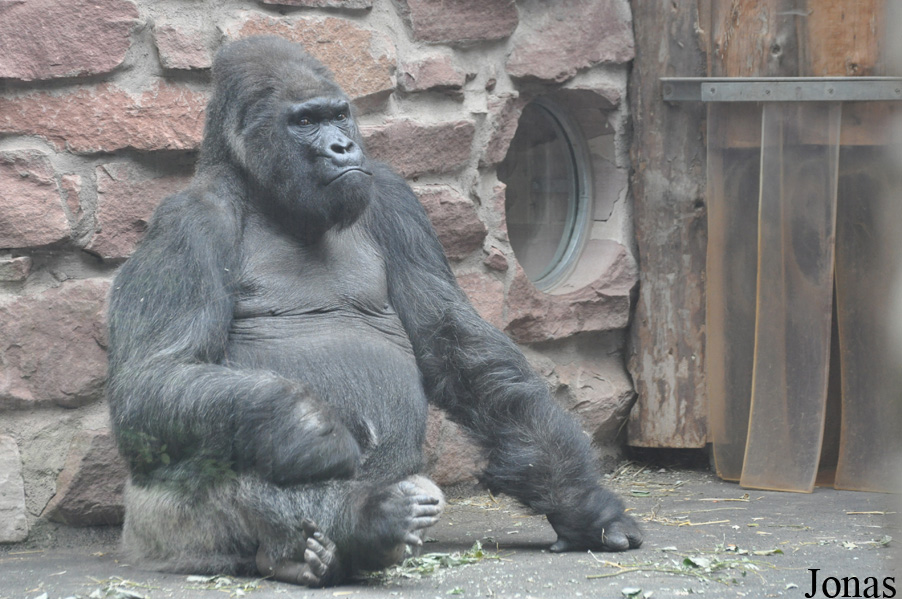 Gorilla gorilla gorilla