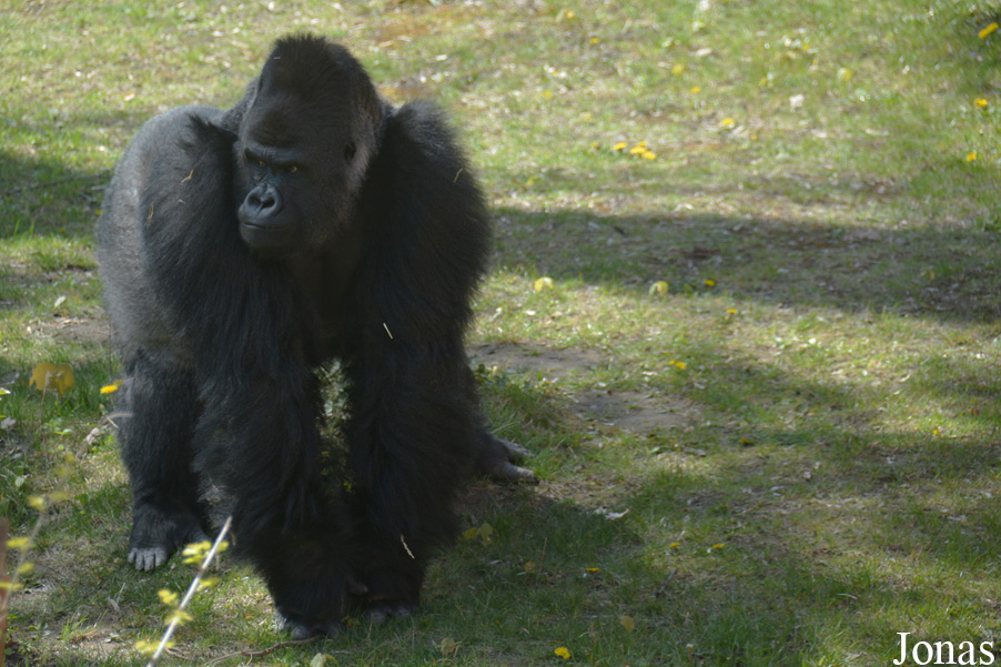 Gorilla gorilla gorilla