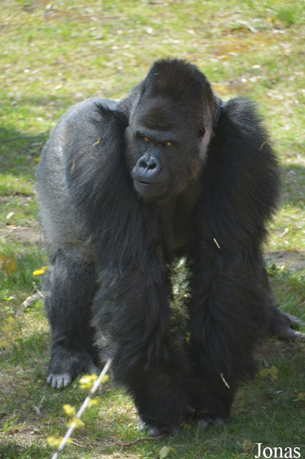Gorilla gorilla gorilla