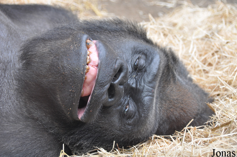 Gorilla gorilla gorilla