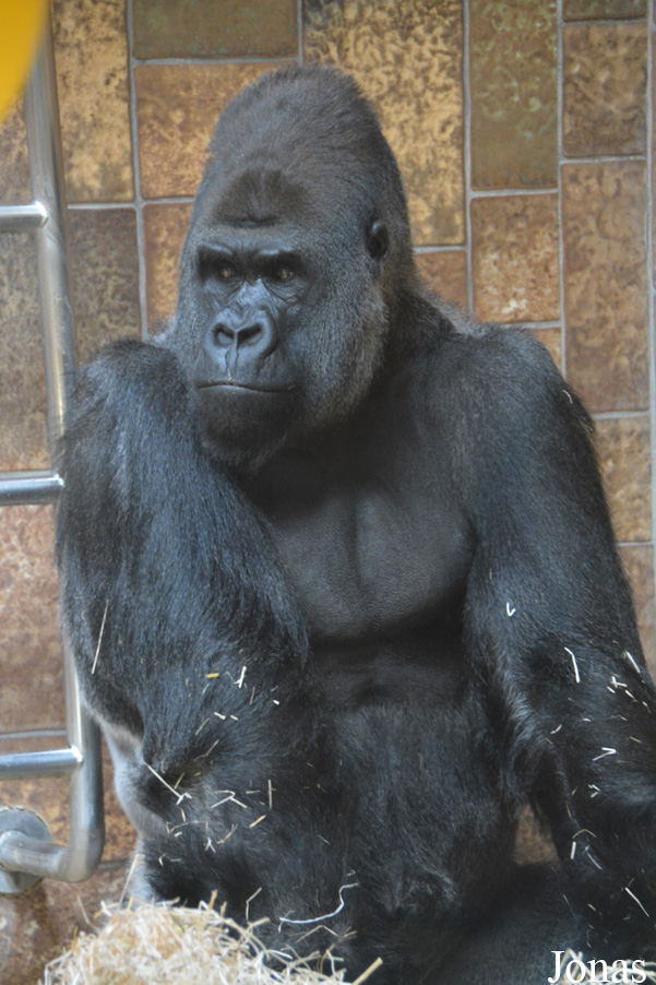Gorilla gorilla gorilla