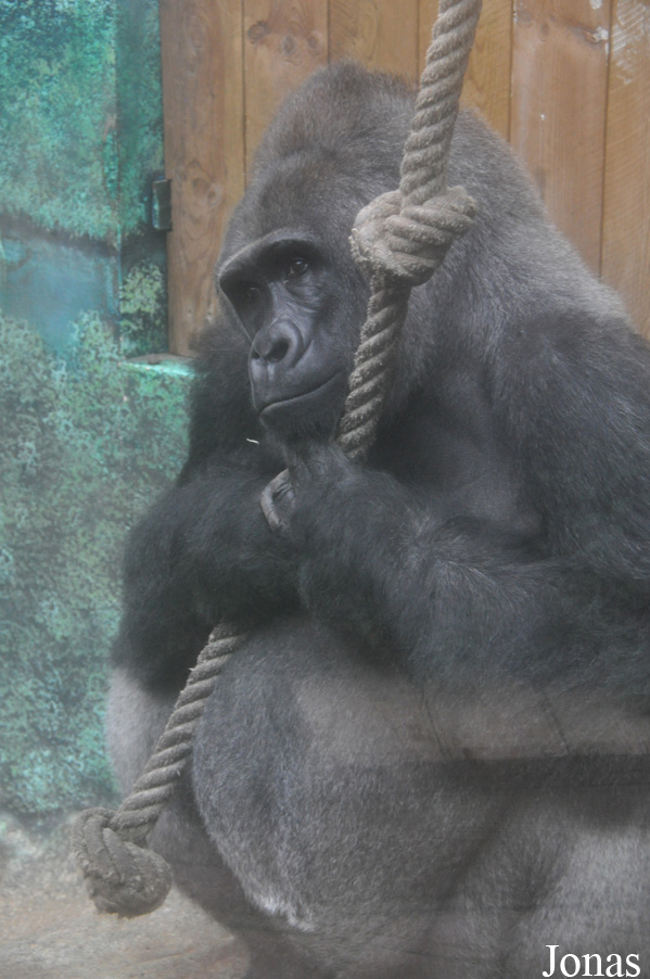 Gorilla gorilla gorilla