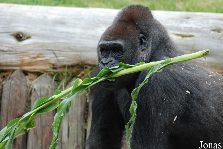 Gorilla gorilla gorilla