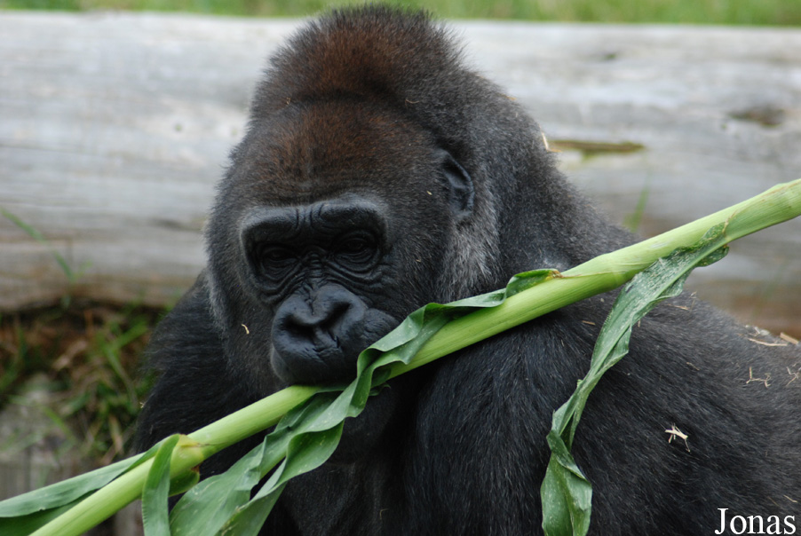 Gorilla gorilla gorilla