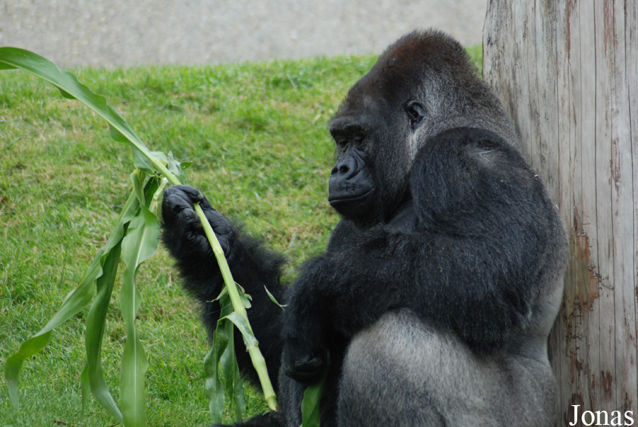 Gorilla gorilla gorilla