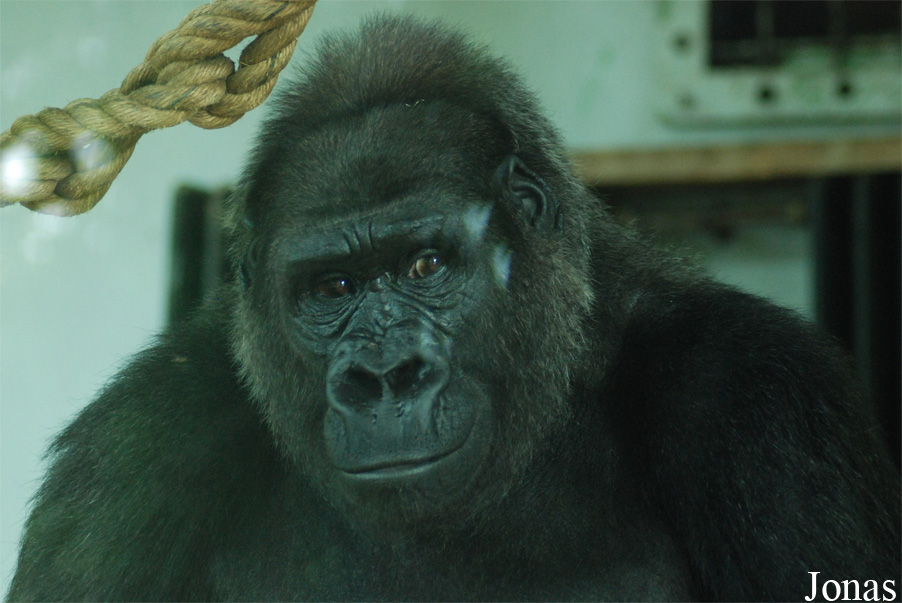 Gorilla gorilla gorilla