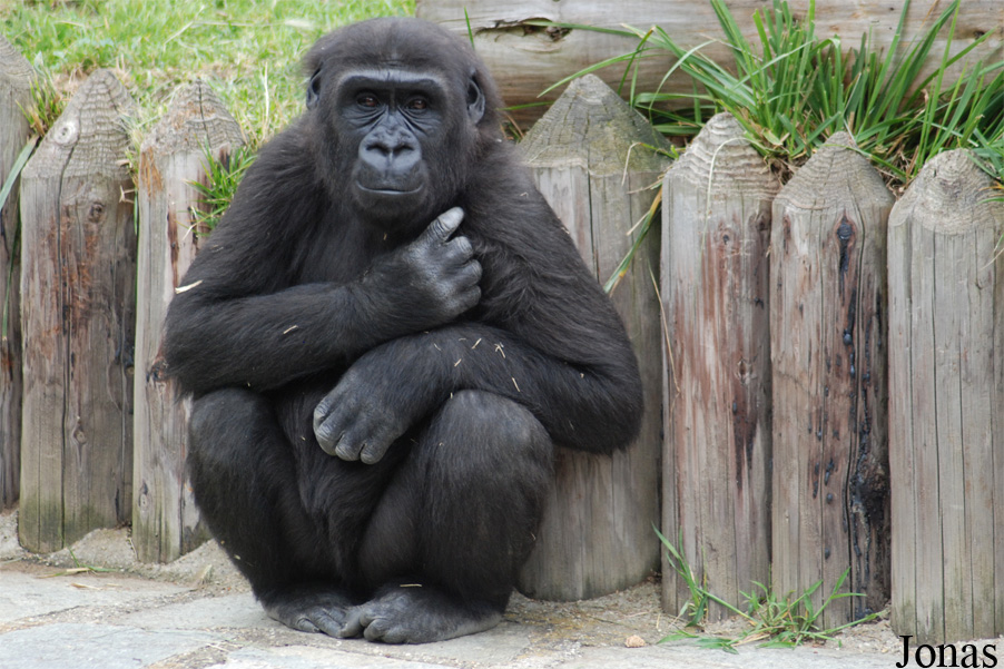 Gorilla gorilla gorilla