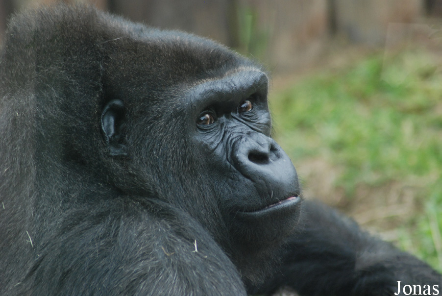 Gorilla gorilla gorilla