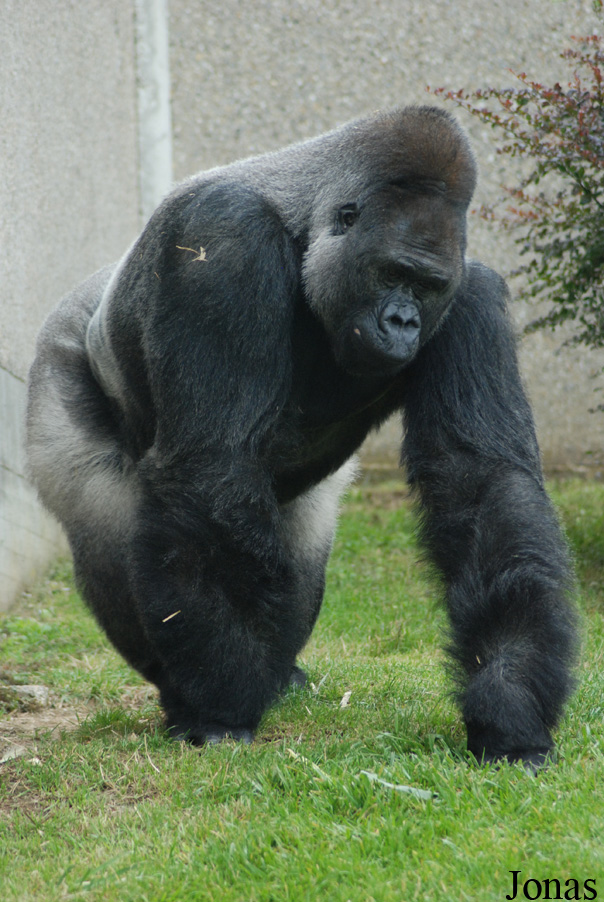 Gorilla gorilla gorilla