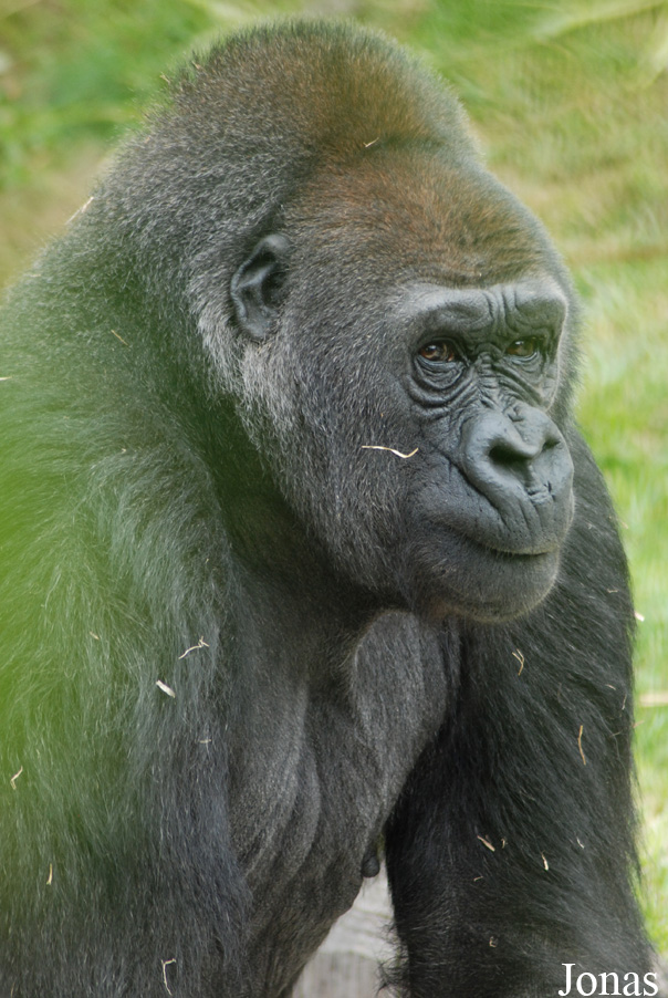 Gorilla gorilla gorilla