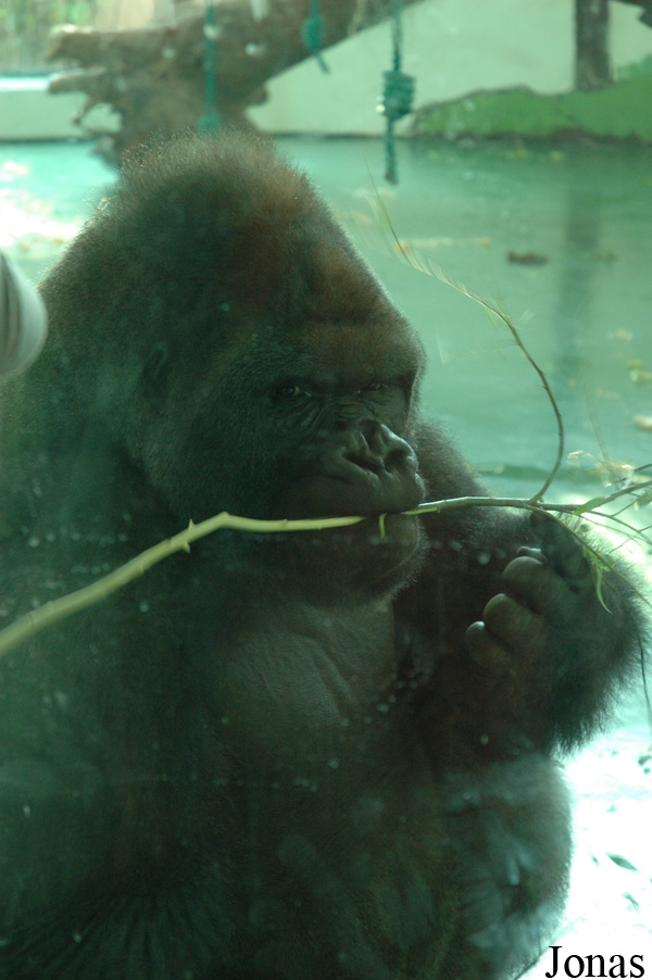 Gorilla gorilla gorilla