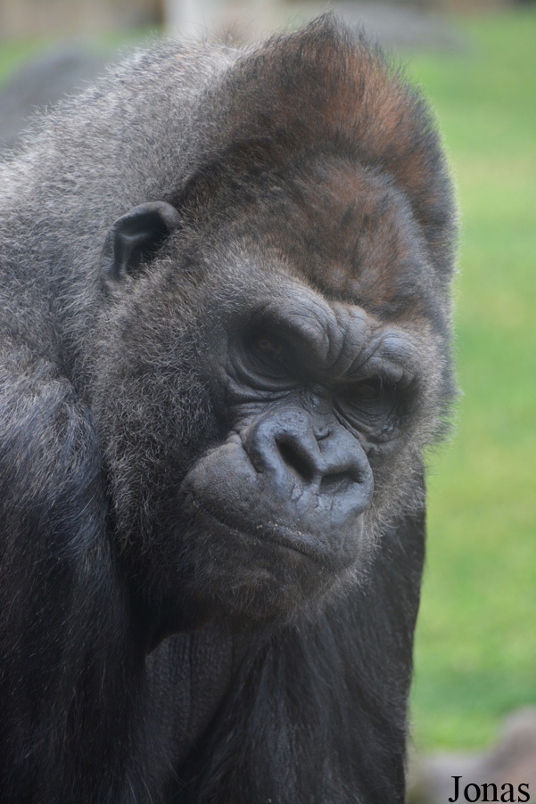 Gorilla gorilla gorilla