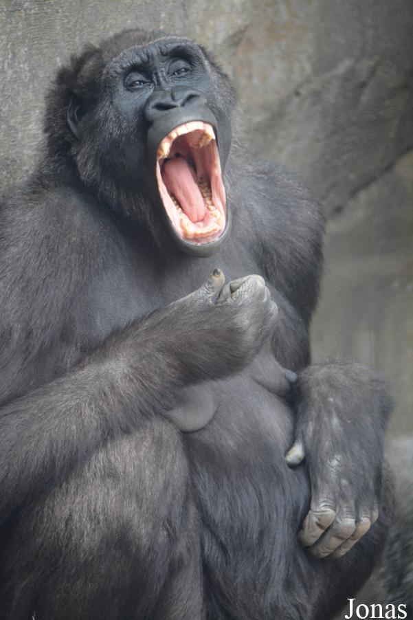 Gorilla gorilla gorilla