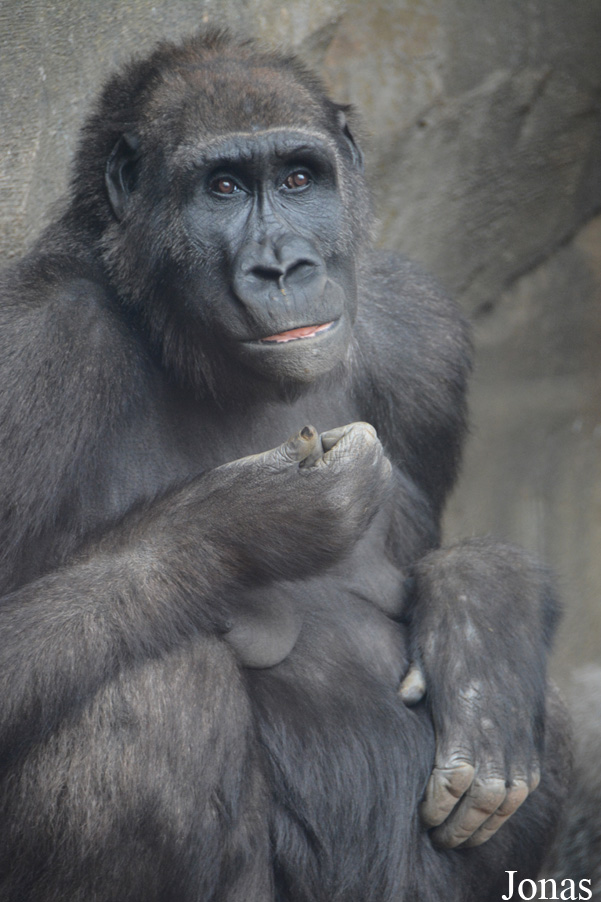 Gorilla gorilla gorilla