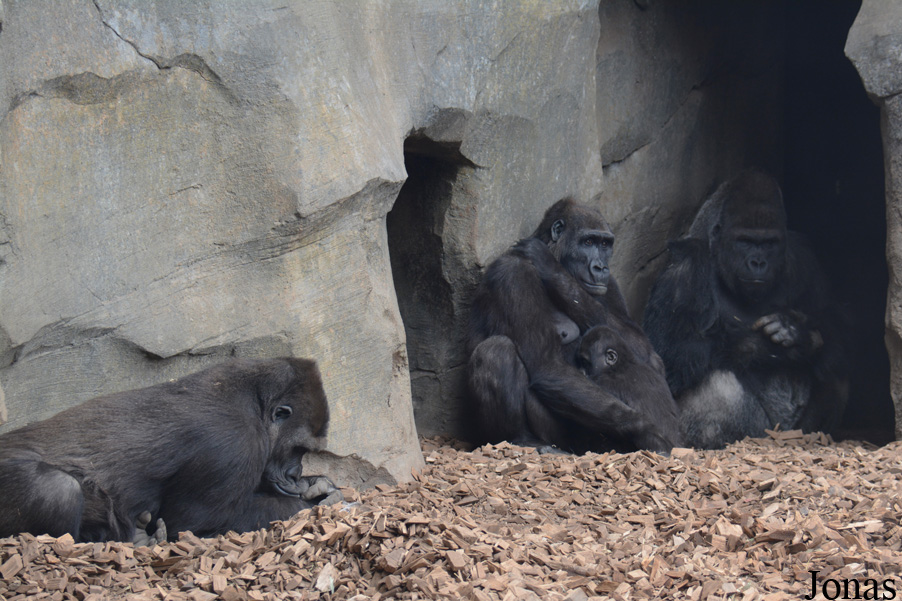 Gorilla gorilla gorilla
