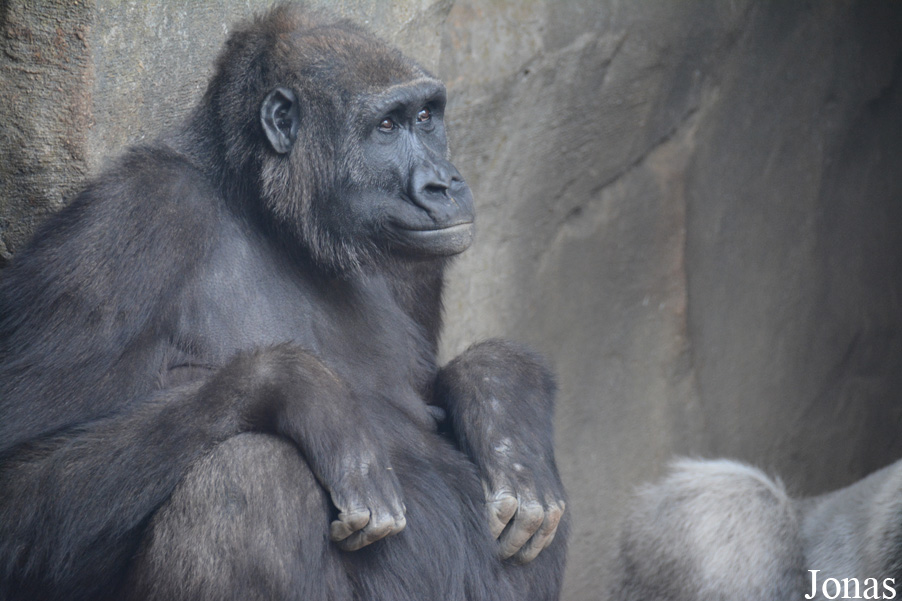 Gorilla gorilla gorilla