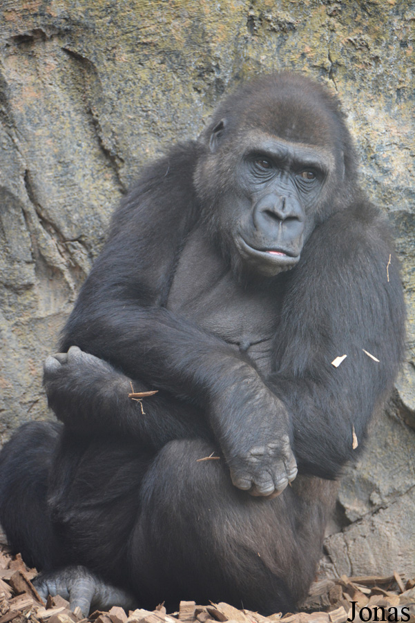 Gorilla gorilla gorilla